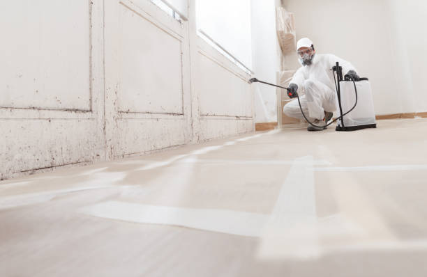 24/7 Emergency Black Mold Remediation experts in Davidsville, PA