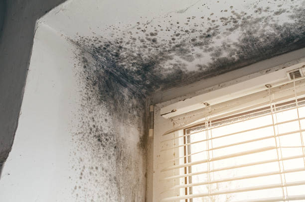 Affordable Black Mold Remediation solutions in Davidsville, PA