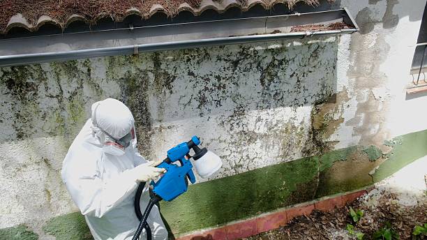 Top rated local Black Mold Remediation specialists in Davidsville, PA